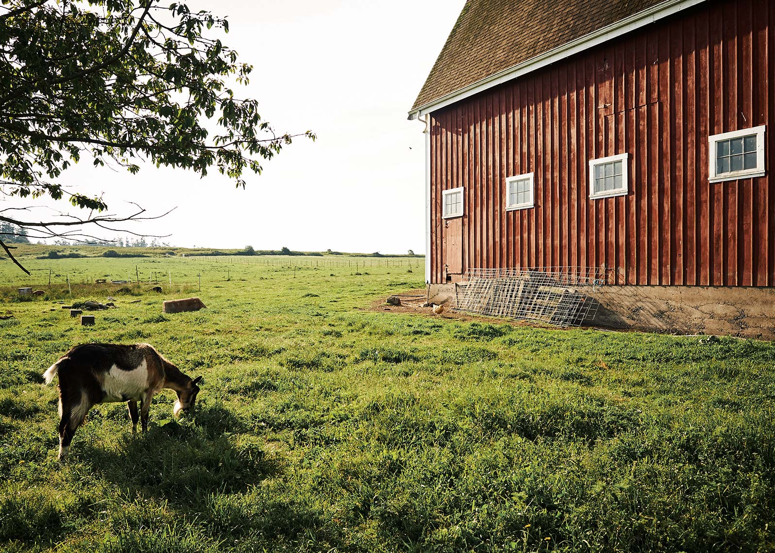 Goat grazes in front of a barn.
