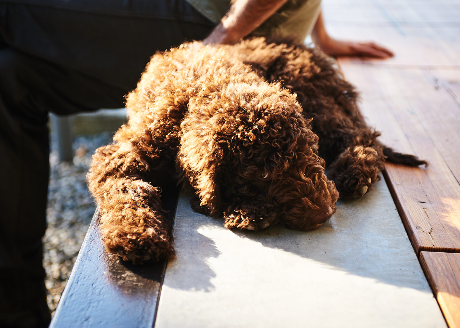 detail of a dog soaking in the rays during photoshoot