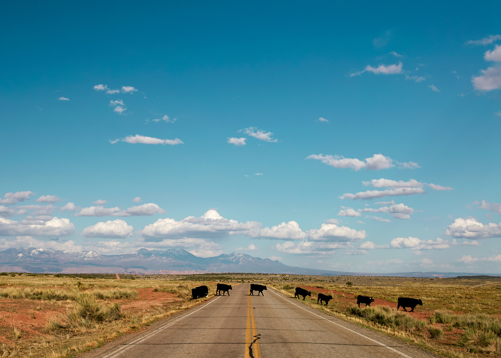 Cows cross rural road 