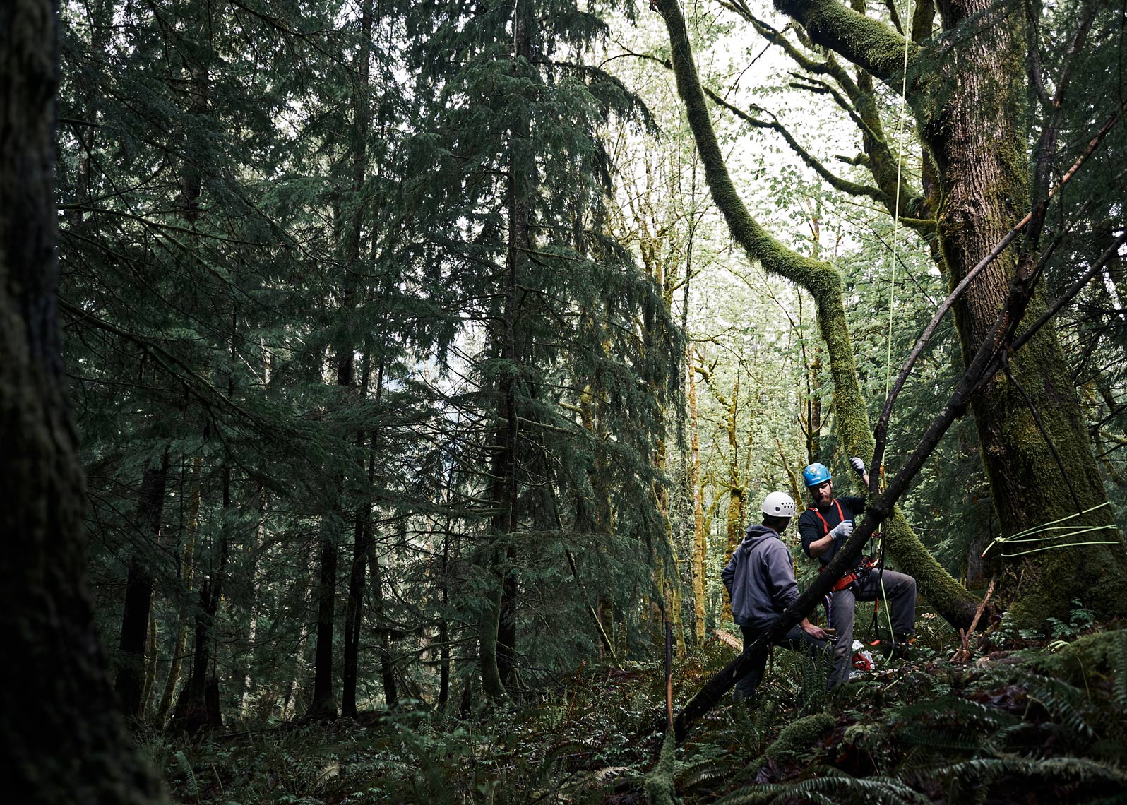 Tree climbers are photographed in this environmental workplace photo