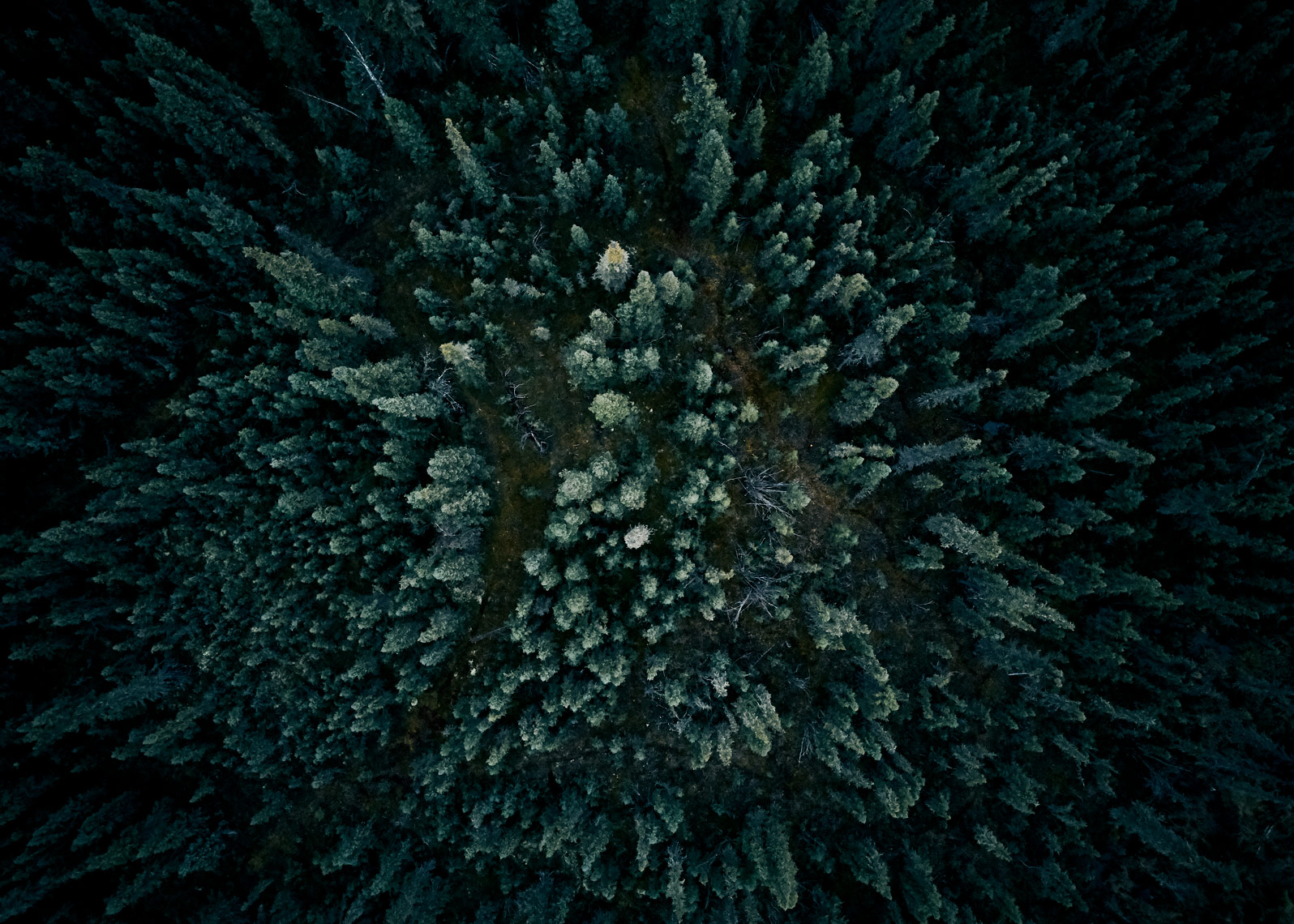 Forest scene captured from a drone